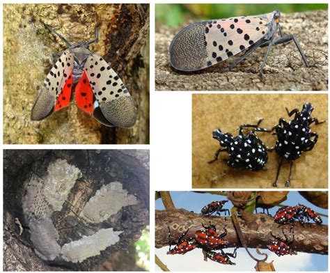 Invasive spotted lanternfly could affect area's fruit crops | Nvdaily | nvdaily.com