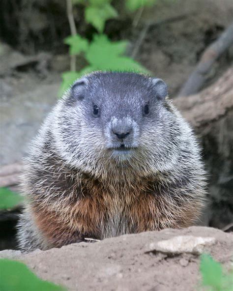 Thoughts and things: More spring babies (of the Woodchuck variety)