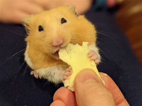 Pet hamster will only eat cheese from Waitrose