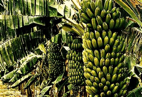 How to grow bananas in Uganda