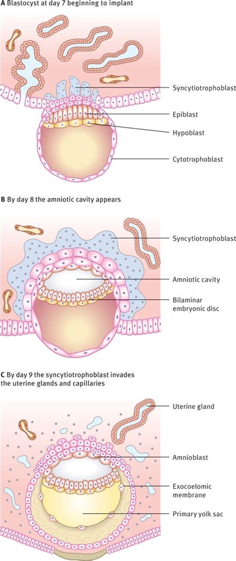 Embryonic Disc Formation