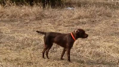 English Pointer Poodle mix (Pudelpointer) Temperament, Size, Adoption, Lifespan