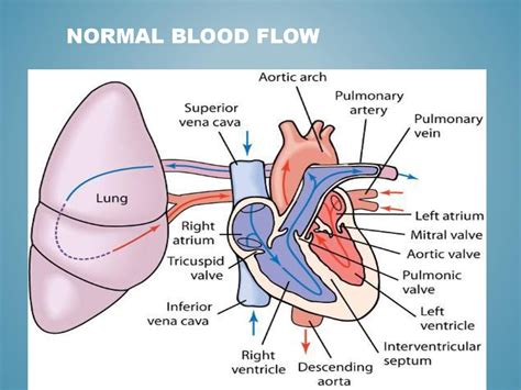 Cardiac Perfusion Lewis, ch ppt download