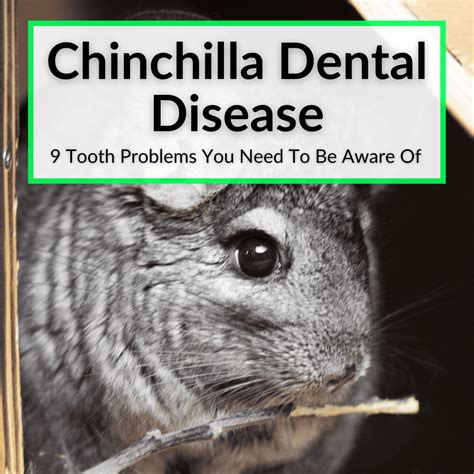 Chinchilla Dental Disease (9 Tooth Problems You Need To Be Aware Of)