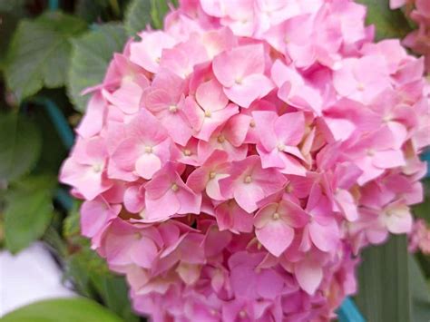 Hydrangea Flower Meaning and Symbolism | The Garden Shed