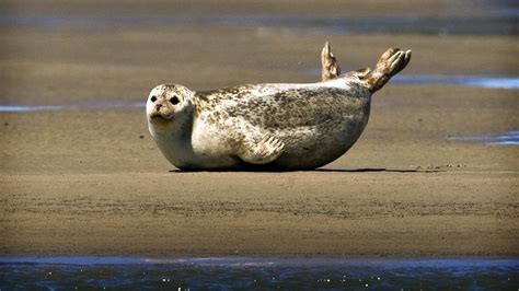 Decline in Common Seal Population in the Wadden Sea: Habitat and Food ...