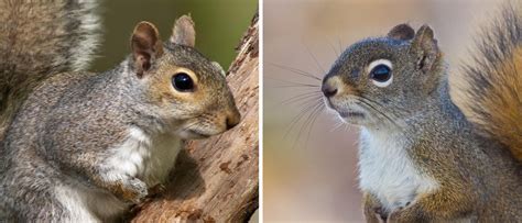 Gray Squirrel vs. Red Squirrel: The Difference Is More Than Fur-Deep | JP Pest Services