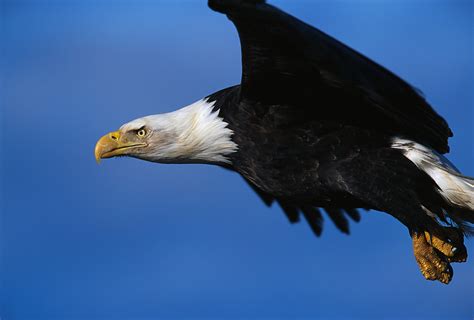 Business Strategy: Are You Flying Like an Eagle in Your Business? – Goeins Williams Associates