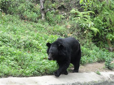 Himalayan black bear – Bear Conservation