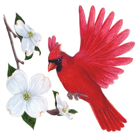 North Carolina State Bird and Flower: Cardinal / Cardinalis cardinalis | Flowering Dogwood ...