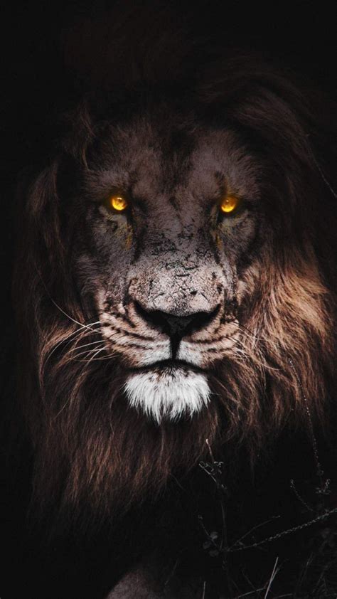 Lion Eyes Wallpapers - Wallpaper Cave