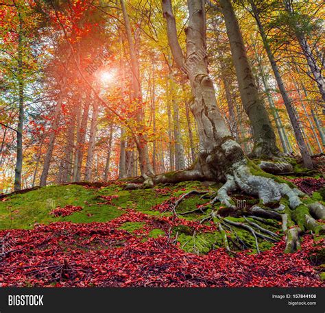 Upward View Colorful Image & Photo (Free Trial) | Bigstock