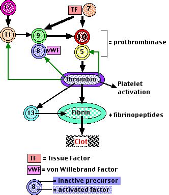 Blood Clotting Cycle