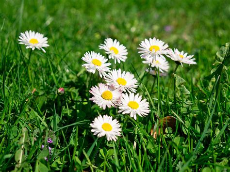 Margrethe Larsen: Weeds With White Flowers In Grass : Types Of Weeds ...