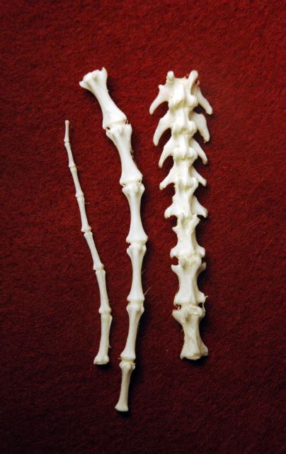 Assorted Animal Bones for Sale - The Bone Room