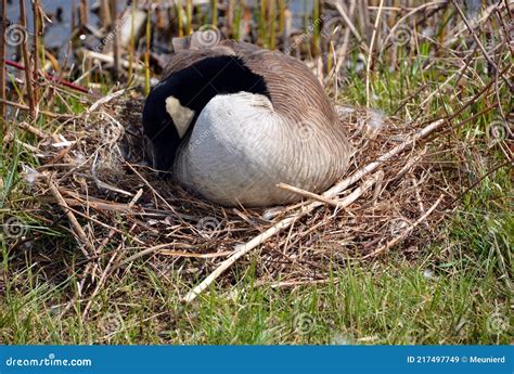 Canadian Goose Nesting Female Laying in a Nest Stock Image - Image of ...