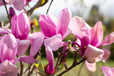 Magnolia acuminata 'Apollo' | Frank P Matthews