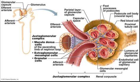 Resultado de imagen para macula densa nephron | Renal physiology ...