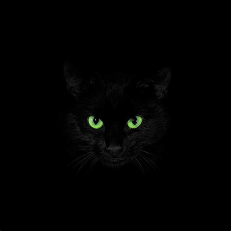 Black Cat with Green Eyes Photograph by Ryan Thomas - Pixels