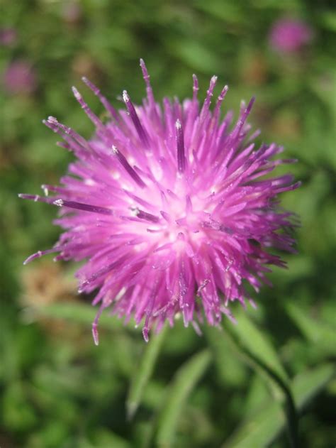 Thistle Flower | Thistle flower, Flower pictures, Flowers