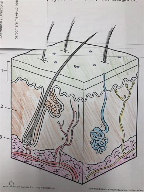 Integumentary System Diagram | Quizlet