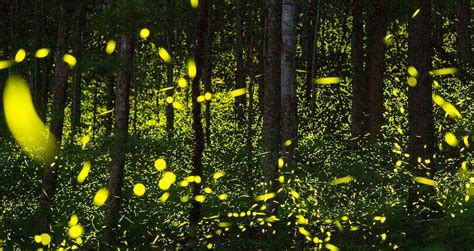 Humans Are Putting Fireflies At Risk Of Extinction, Experts Warn