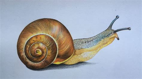 How to Draw a Snail | Snail Drawing in Color Pencils - YouTube