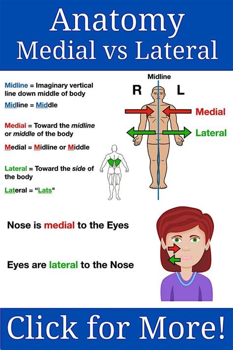 Anatomy Directional Terms: Medial vs Lateral Study Notes, Drawings ...