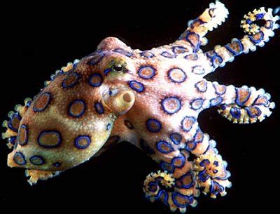 Octopus | Animal Wildlife