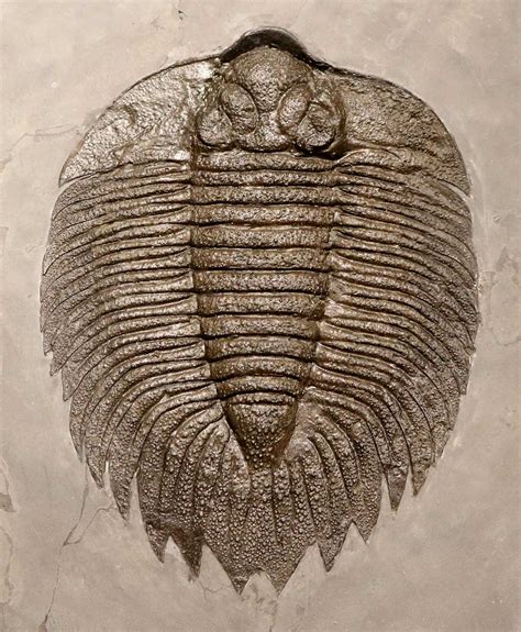 Louisville Fossils and Beyond: Arctinurus boltoni Trilobite Fossil