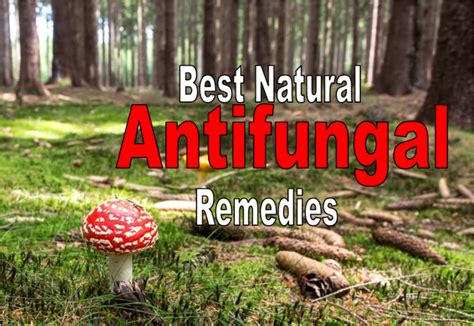 7 Best Natural Antifungal Remedies – Safe And Effective For Any Kind Of ...