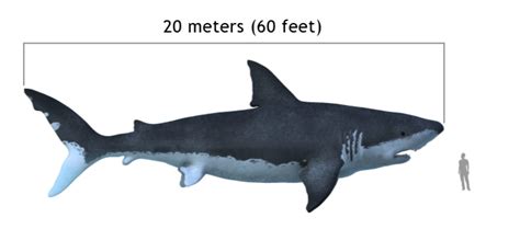 Megalodon Shark Facts: Size, Extinction, Sightings and Other FAQ - Owlcation