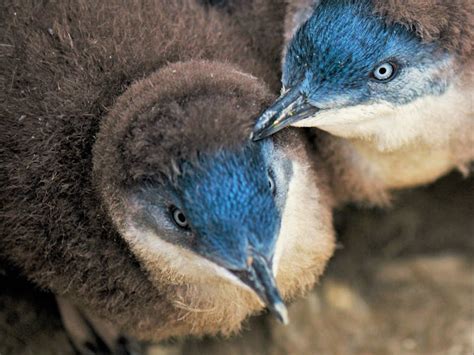 Bicheno Penguin Tours - Discover Tasmania