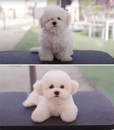 80 Best Of Teddy Bear Haircut Maltipoo - Haircut Trends