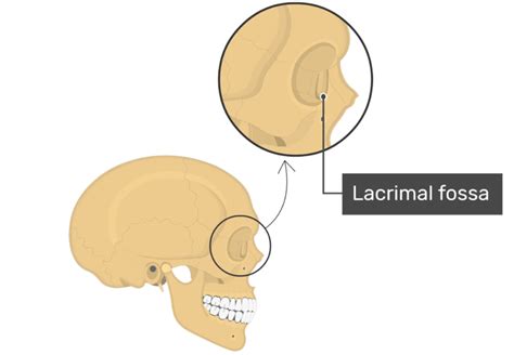 The Lacrimal Bone: The Anatomy Of Facial Skeleton In Humans