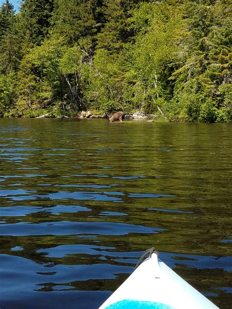 Amoosing paddle on Lake Umbagog, NH : r/Kayaking