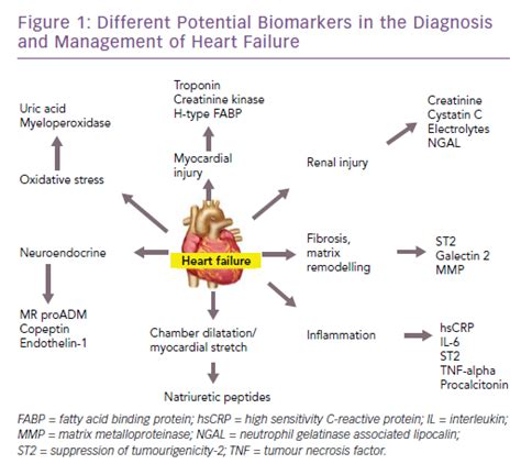 Biomarkers in Routine Heart Failure Clinical Care