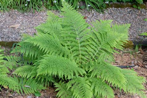 15+ lady fern's native plants - LucilleEmilia