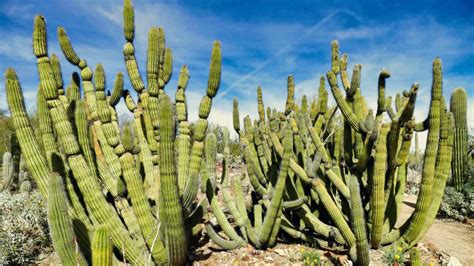 50 Desert Plants - 10 Most Common + 40 Others with Pics & Facts