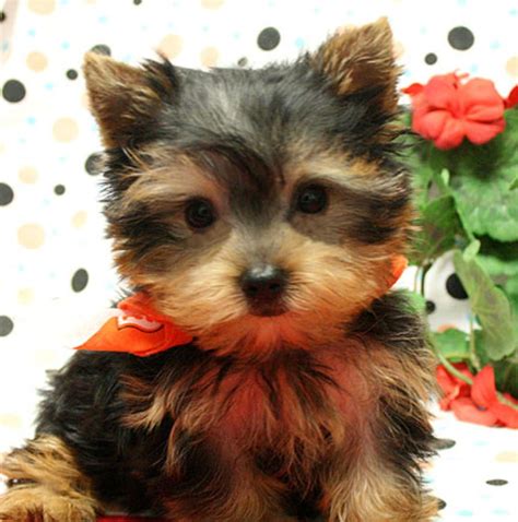 Yorkshire Terrier Puppies For Sale | Pittsburgh, PA #235467