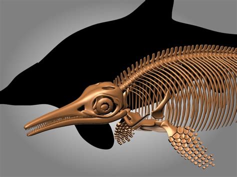 Ichthyosaurus skeleton 3D - TurboSquid 1228832