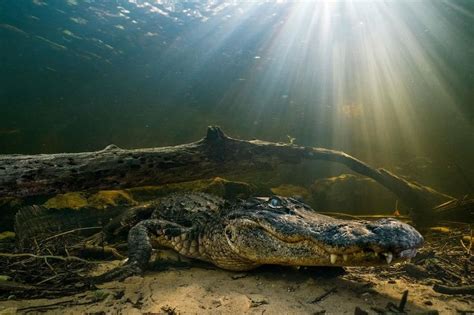 Pin by Ben Hubar on Misc. | Cypress swamp, Everglades florida, National geographic