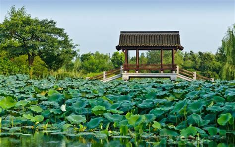 Touring Xixi National Wetland Park - Trazee Travel