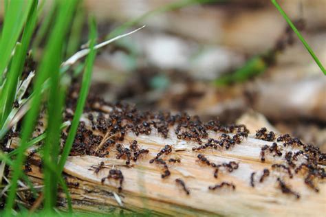 Ants on a log by ExtremoPenguin on deviantART