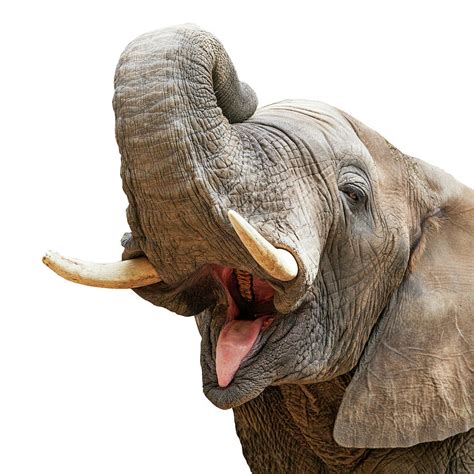 Elephant Mouth Open Trunk Up Closeup Photograph by Good Focused - Pixels