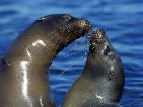 Picture Seals animal