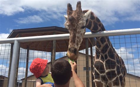 Mobile Animal Petting Zoo Near Me - 16 Adorable Petting Zoos In Georgia ...