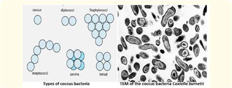 Coccobacilli Shape