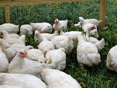 Pastured Poultry – Forest Hill Farm