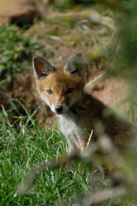 Pegler Birding: Local Patch Fox Cubs - on 9th June, 2010